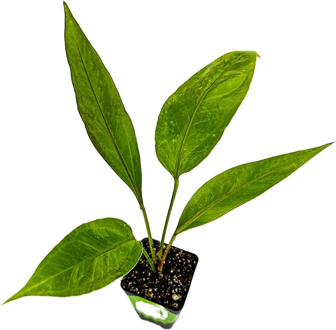 Big Red Bird Bird's Nest - Anthurium by Wellspring Gardens - Live Starter Plant - Live Indoor/Outdoor Plant, Ideal Air Purifying Plant for Home or Office, Great for Indoor & Outdoor Gardening