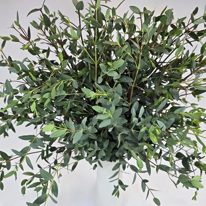 Eucalyptus Plant, Starter Eucalyptus Plant Live in 2.5" Pot, Cold Hardy, Fragrant Foliage, Ready to Grow Indoor Outdoor (Parvifolia Eucalyptus)