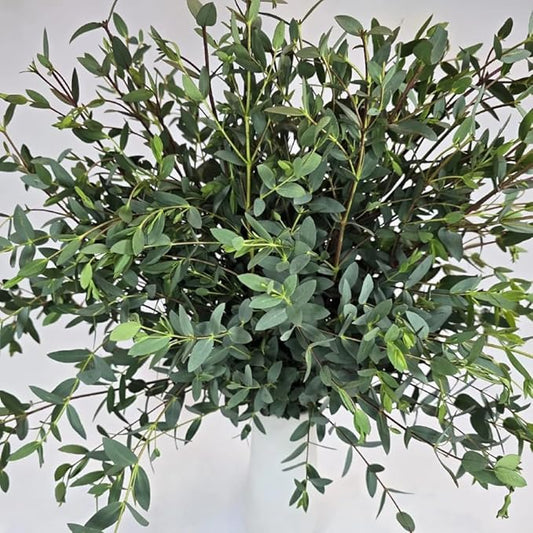 Eucalyptus Plant, Starter Eucalyptus Plant Live in 2.5" Pot, Cold Hardy, Fragrant Foliage, Ready to Grow Indoor Outdoor (Parvifolia Eucalyptus)