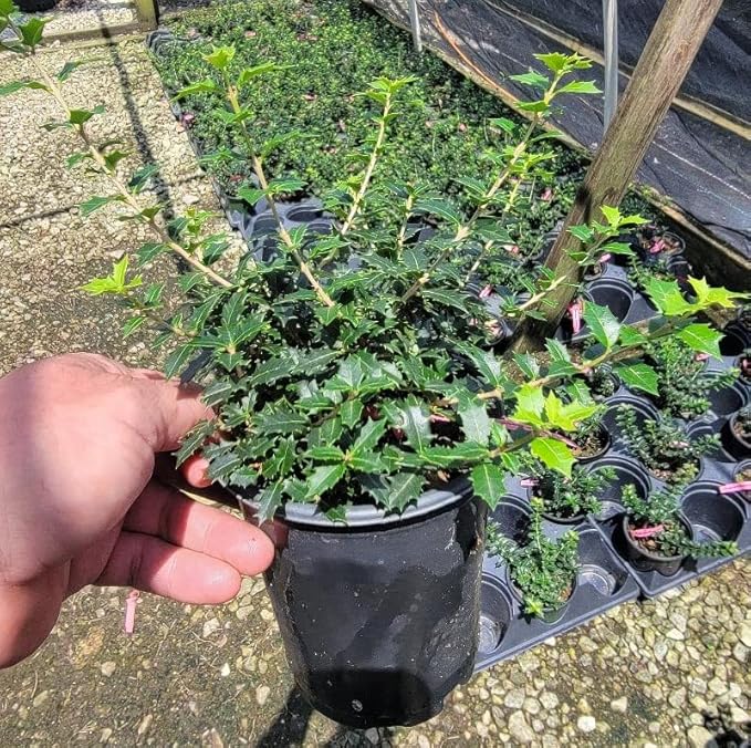 Fragrant Princess Dwarf Tea Olive ( 'Kaori Hime' osmanthus ) - Live Plant - Quart Pot