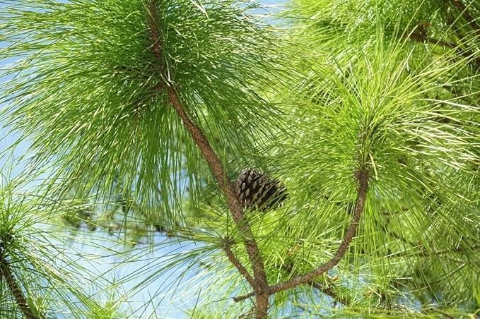 Slash Pine Tree | 30 Live Plants | Pinus Elliottii | Fast Growing Stately Shade Tree