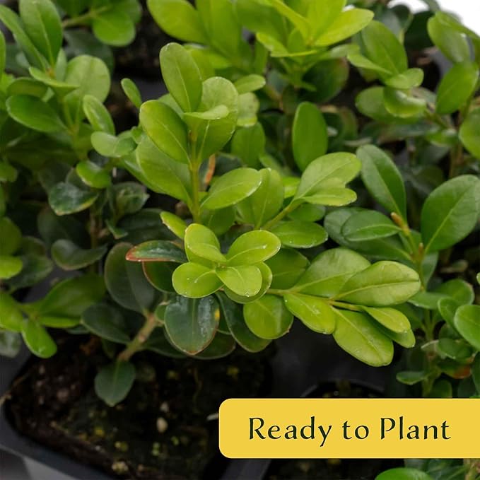 3 Winter Gem Boxwood in 2.5” Nursery Cubes (Buxus microphylla VAR. Japonica) | Evergreen Shrub for Hedges, Borders & Topiary | Ready-to-Plant Live Starter Plants