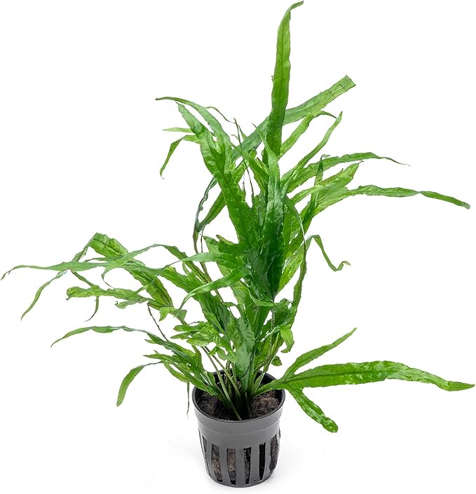 SubstrateSource Java Fern Live Aquarium Plants - Potted Freshwater Plant for Fish Tanks - Beginner Friendly, Low Light (Trident, 1 Pot)