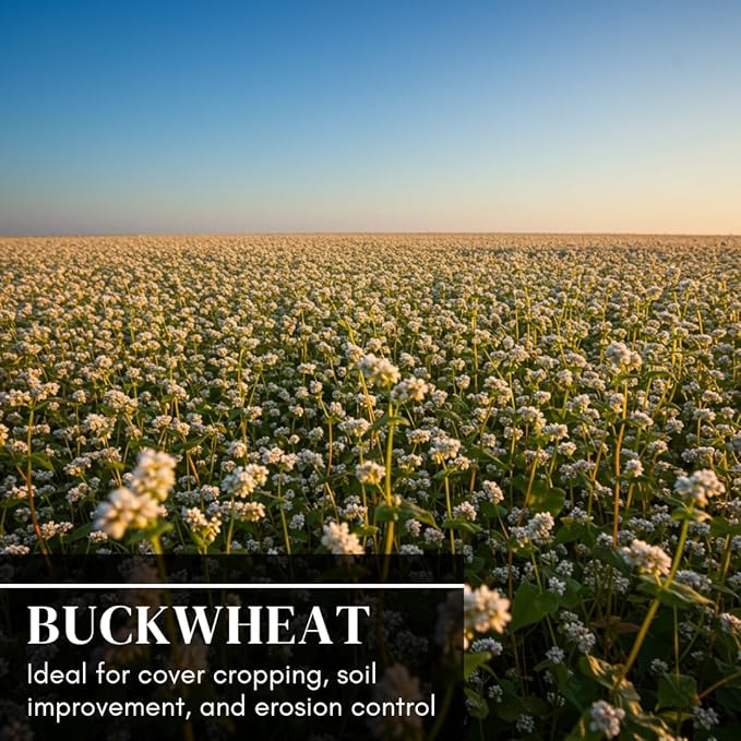 Buckwheat Seeds for Planting - Cover Crop, Grain, Bee Pasture, Pollinator, Wildlife Seed (5 Pounds)