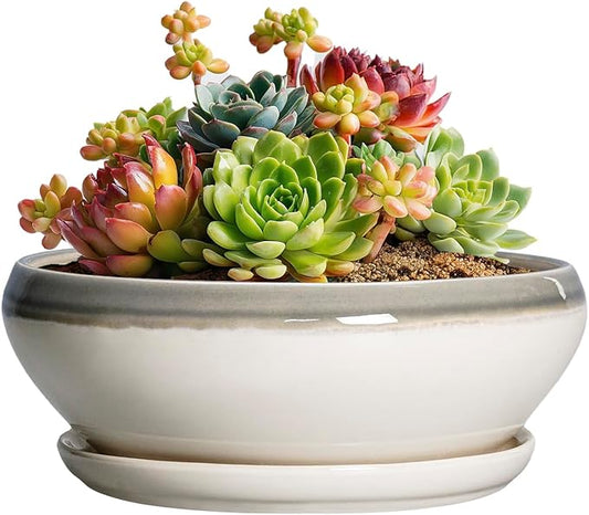 SQOWL Succulent Planters - 6 Inch Ceramic Bonsai Pots, Shallow Planter with Drainage Hole and Saucer, Round Planter for Indoor Outdoor, Cactus Succulent Pots, Desk Decor, Garden Gifts, Gray-Beige