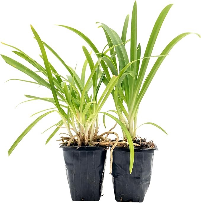 2 Frederick Street Park Agapanthus in 2.5” Nursery Cubes (Agapanthus ‘Frederick Street Park’) | Compact Semi-Evergreen Perennial for Borders, Containers, and Pollinator Gardens | Ready-to-Plant