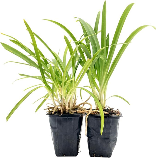 2 Frederick Street Park Agapanthus in 2.5” Nursery Cubes (Agapanthus ‘Frederick Street Park’) | Compact Semi-Evergreen Perennial for Borders, Containers, and Pollinator Gardens | Ready-to-Plant