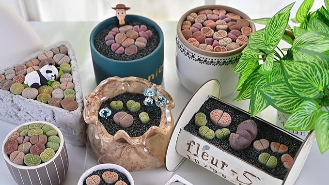 Sprout N Green 1-1.5in Lithops hookeri v. hookeri, 3 Years Old Rare Living Stone Plant Fully Rooted in Pot, Cute Potted Succulents House Pebble Plant, Great for Terrarium Arrangement, DIY Project