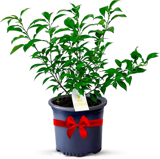 Yuzu Citrus Fruit Trees Live Plants 14-18" Tall - Outdoor Planting & Indoor Fruit Trees Live Plants, No Shipping to CA, AZ,TX,LA - Yuzu Tree Plant, Wild Mandarin Orange Tree Variety by Via Citrus