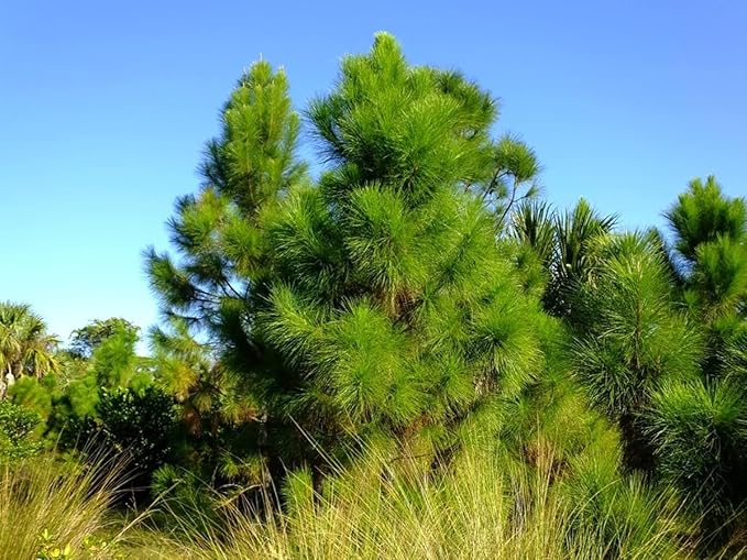 Slash Pine Tree | 30 Live Plants | Pinus Elliottii | Fast Growing Stately Shade Tree