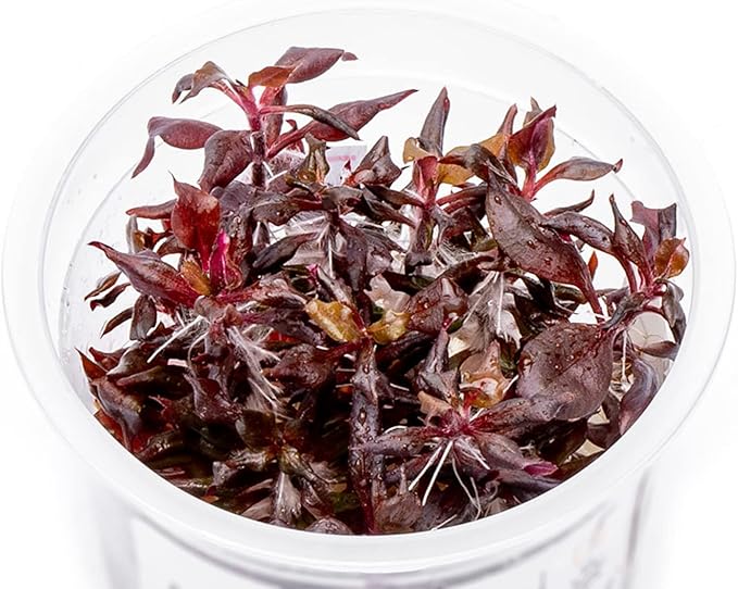 SubstrateSource Live Plant - Alternanthera Reineckii Bronze Tissue Culture Aquatic Live Aquarium Plant - 100% Snail Free in Vitro Cup (AR Bronze)