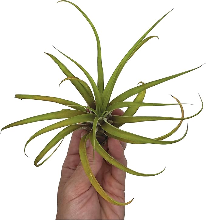 ragnaroc Air Plants - Tillandsia Capitata (Peach), Large 5-7” - 5 ct - Live Arrival Guaranteed - House Plants for Home Decor & Gift