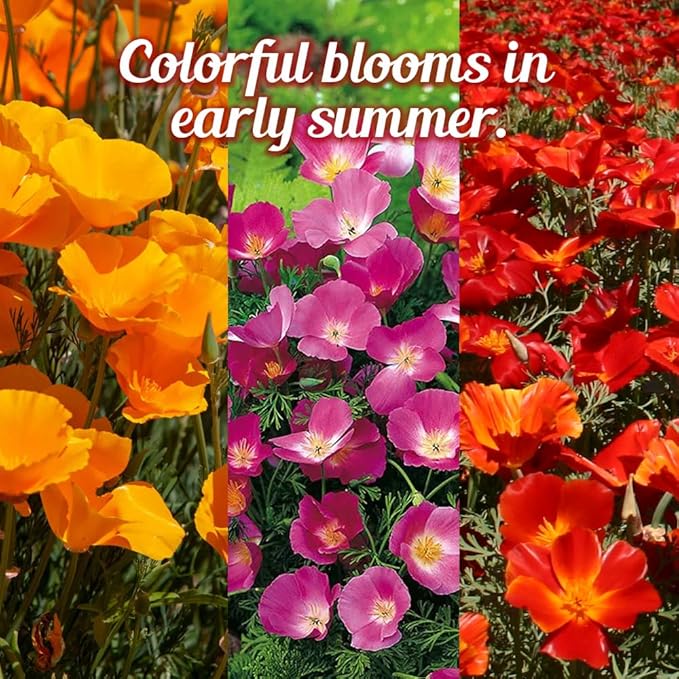 Parade of Poppy Wildflower Seeds - 1oz, Open-Pollinated Flower Seed Mix Packets, No Fillers, Annual, Perennial Wildflower Seeds, Year Round Planting - 1 oz (Pack of 2)