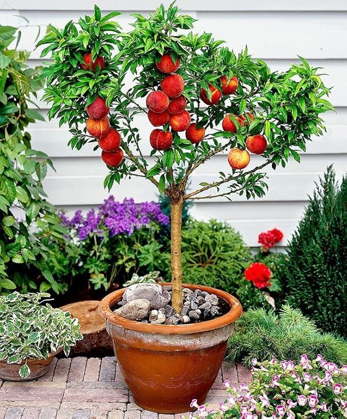 Gardenera Premium Peach Potting Soil Mix - Optimal Nutrient-Rich Blend for Thriving and Juicy Peaches - 3 Quart