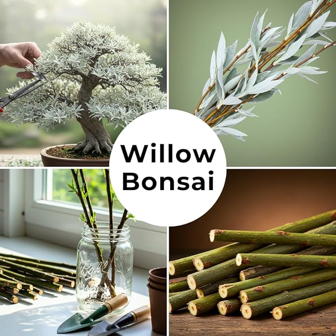 Live Dwarf White Willow Bonsai Tree - Fast Growing, Indoor/Outdoor Bonsai Material