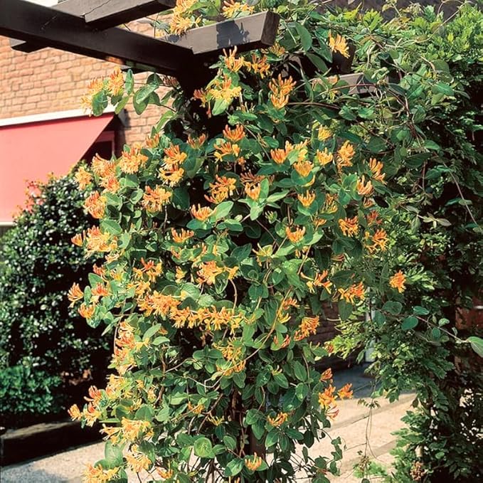 Honeysuckle Plant Live for Planting, Lonicera Honeysuckle Vine, Very Hardy, in 2.5 Inc Pot, Fragrant Red Orange Bloom