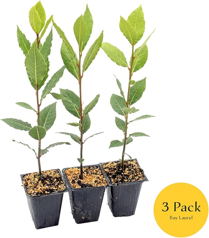 3 Live Bay Laurel Plants (Laurus Nobilis) – Aromatic Culinary Herb, Thriving in 2.5" Nursery Cubes