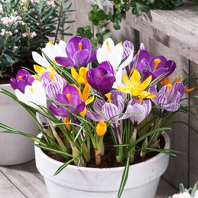 Giant Crocus Bulb Mix, 100 Exclusive Flower Bulbs, Mix of 5 Varieties from Holland, Real Hardy and Perennial Crocus tubers/Flowers (no Seeds) for Garden, pots and Balcony