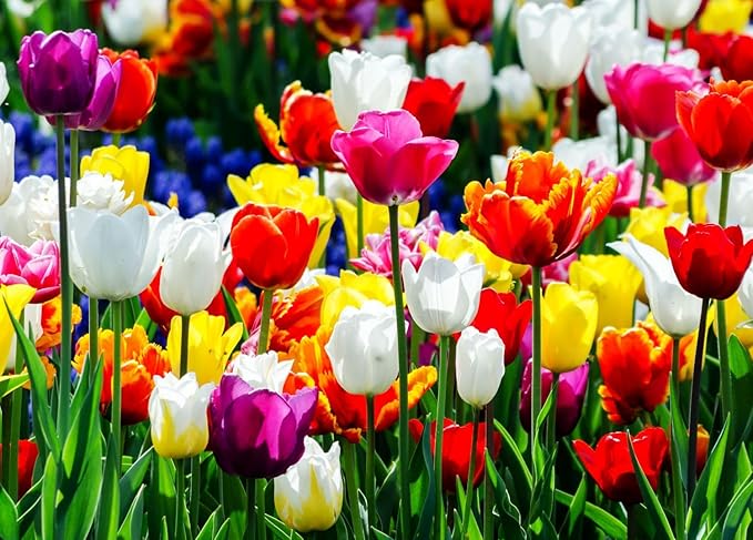 10 Triumph Tulip Bulbs for Fall Planting Mixed Perennial Flower Tulip Bulbs Changing Colors Mixture Size 12+ (All Season Barn Mixture)