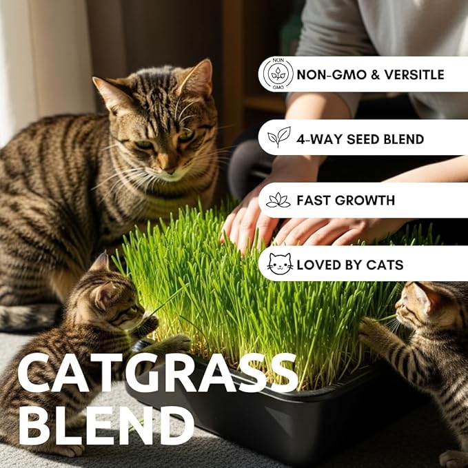 Cat Grass Seeds for Growing | 4 Way Blend, Rye, Wheat, Oats and Barley | (1/2 Pounds)