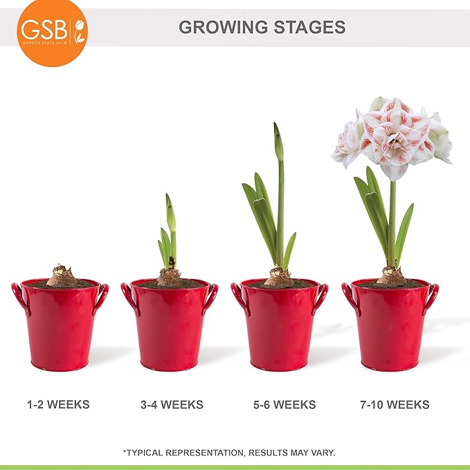 Garden State Bulb Galaxy Nymph Double Amaryllis Bulb Gift Kit, 26/28cm (Red Planter)