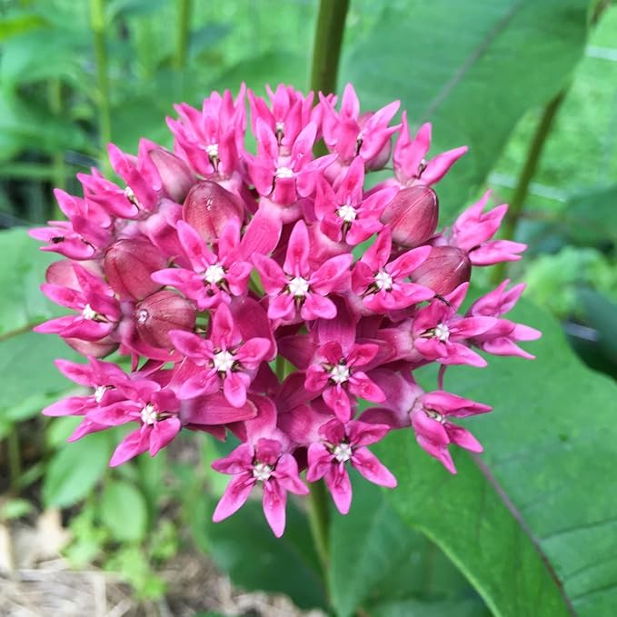 2 Milkweed Plants Live, Live Milkweed Plants, Asclepias Tuberosa Plant, 5 to 8 Inc Tall, Outdoors Gardening (Pink)