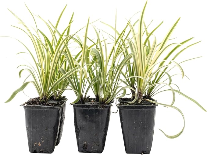 6 Pacific Grove Agapanthus in 3.5” Nursery Cubes (Agapanthus ‘Pacific Grove’) | Variegated Evergreen Perennial for Borders, Beds & Containers | Ready-to-Plant Live Starter Plants