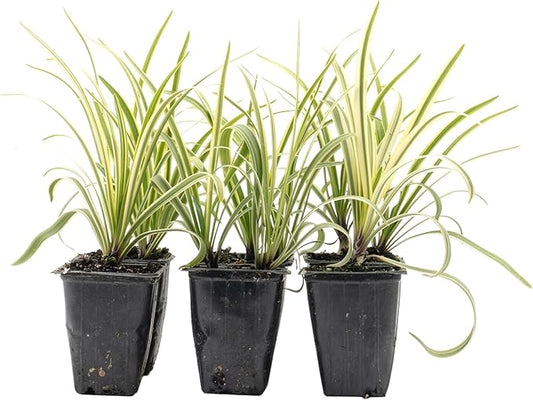 6 Pacific Grove Agapanthus in 3.5” Nursery Cubes (Agapanthus ‘Pacific Grove’) | Variegated Evergreen Perennial for Borders, Beds & Containers | Ready-to-Plant Live Starter Plants