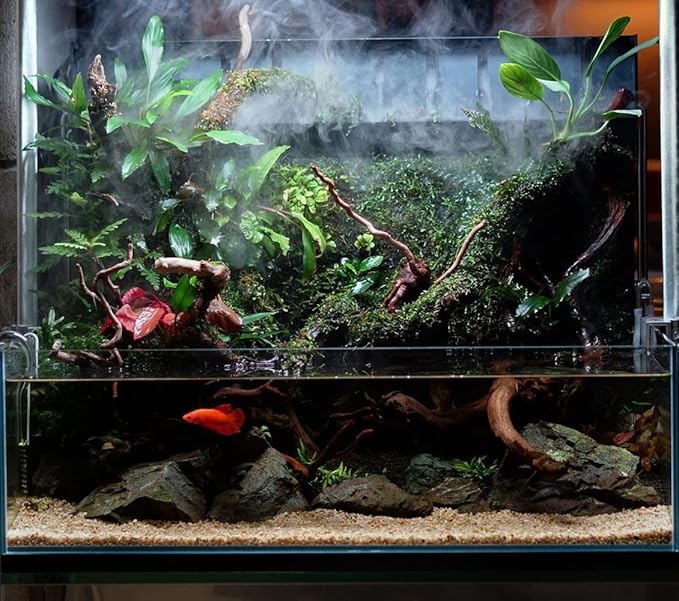SubstrateSource Anubias Live Aquarium Plants - Potted Freshwater Plant for Fish Tanks, Terrariums - Beginner Friendly Low Light (Congensis, 1 Pot)