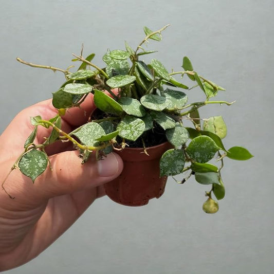 Hoya Curtisii Live Plant – Hoya Curtisii Fully Rooted Starter Plants – Rare Silver Vine – Easy Care Cuttings for Beginners – Unique Gift for Collectors & Home Decor (Heat Pack Included)