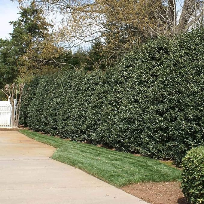 Ilex Nellie R. Stevens Holly - 5 Live Quart Size Trees - Evergreen Privacy Shrub - Red Berries