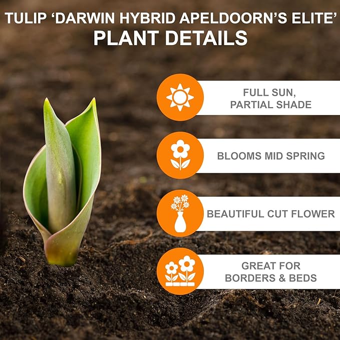 Garden State Bulb Darwin Hybrid Apeldoorn's Elite Tulip Flower Bulbs, 12/+ cm, Fall Planting (Bag of 25)