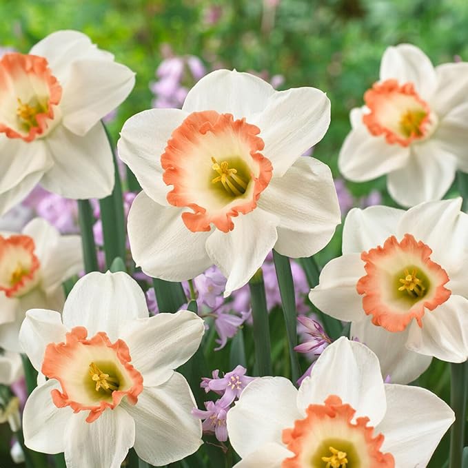 Garden State Bulb Narcissus Large Cupped Pink Charm Daffodil Flower Bulbs, 16/18cm, Fall Planting (Bag of 25)