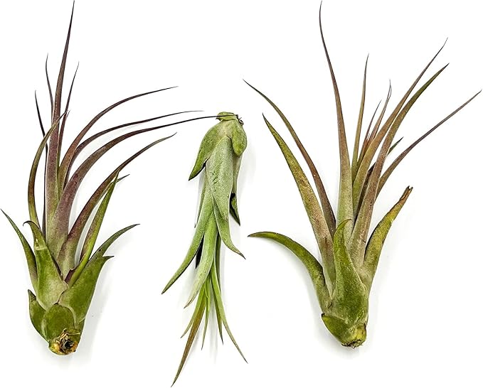 ragnaroc Live Air Plant – Tillandsia Capiput, Jumbo 6-9” - 2 ct - Live Arrival Guaranteed - House Plants for Home Decor & Gift