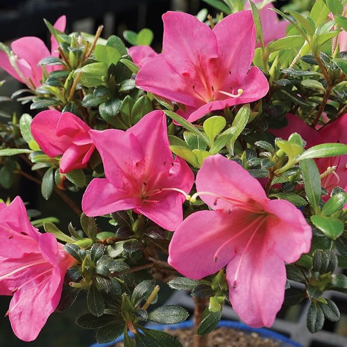 Brussel's Bonsai Live Satsuki Azalea Bonsai, Outdoor, Live Flowering Bonsai Tree - Medium, 6 Years Old, 8 to 10 inches Tall - Ceramic Bonsai Pot
