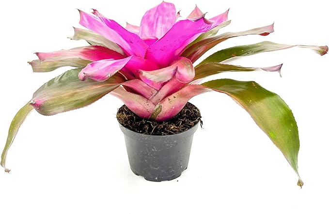ragnaroc Live Plants – Bromeliad Neoregelia Tatiana, 8-12" in 6" Pot - 1ct - Live Arrival Guaranteed - House Plants for Home Decor & Gift