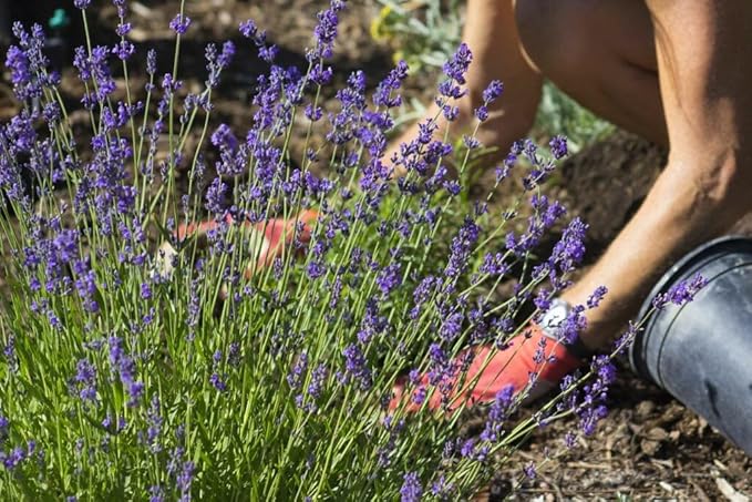 Gardenera Organic Lavender Soil Blend - Enhance The Beauty and Aroma of Your Garden - 20 QUARTS