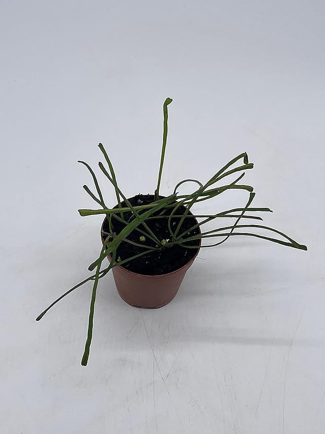 BubbleBlooms Hoya Retusa in a 2 inch Pot Wax Plant, Wax Vine, and Porcelain Vine