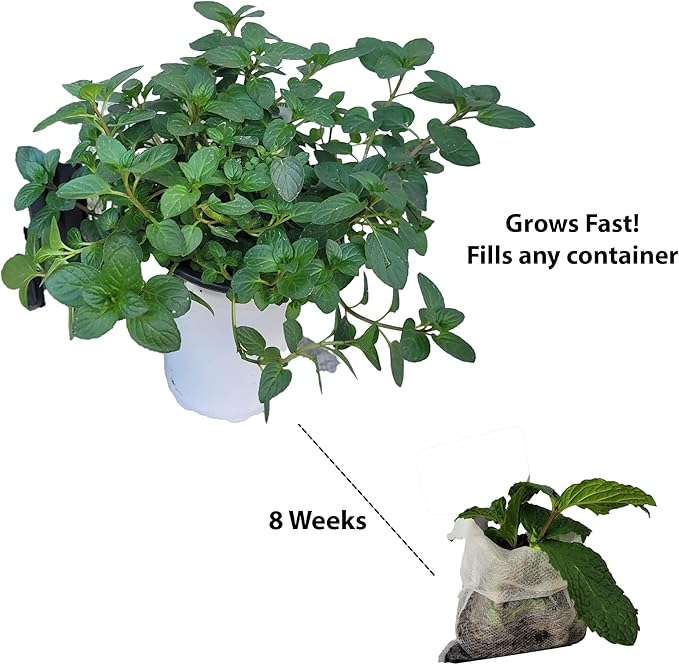 Live Mint Plants. Fragrant, Fresh, Edible. Easy Grow. Indoor/Outdoor. (4 Any Mint Sacs)