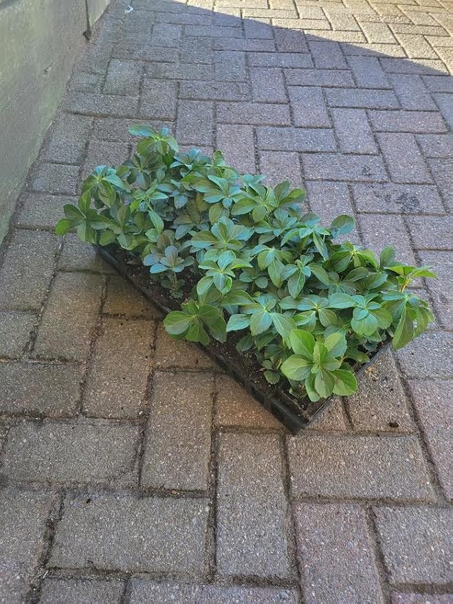 Pachysandra Terminalis Hardy Groundcover 50 Plants 2" Peat Pots