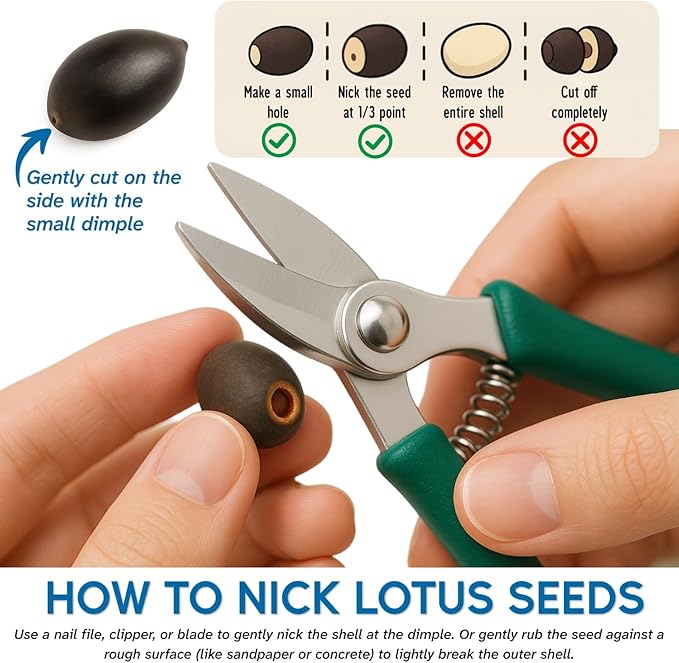 100pcs Lotus Seeds for Planting - 10 Unique Varieties, Mixed Colors Loto de cuenco semillas, Includes Detailed Planting Guide, Perfect for Ponds, Water Gardens & Gifts, High Germination