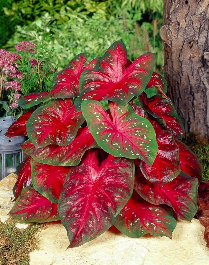 Rumbling Red Caladium Bulbs, Fancy Color, Spring Planting, Perennial Hosta (5 Bulbs)