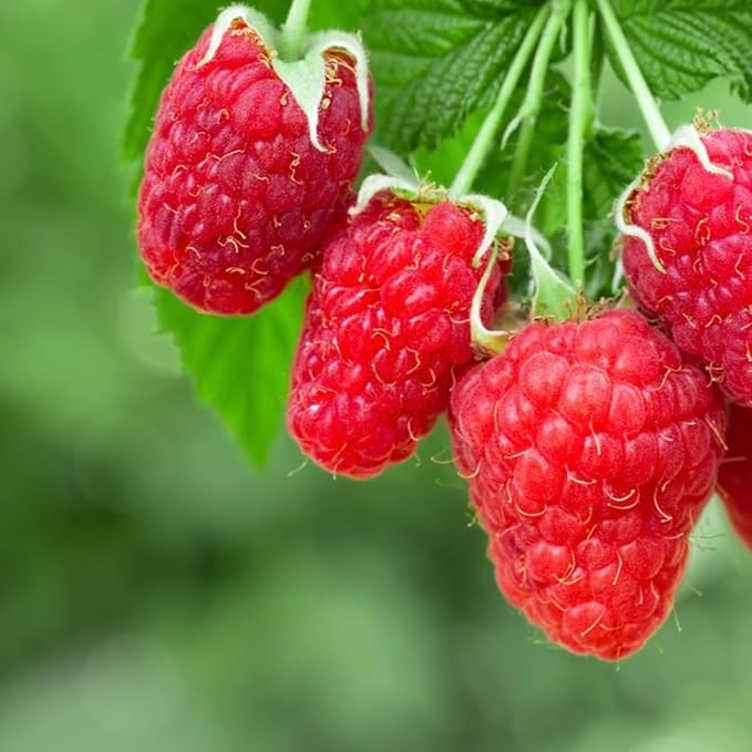 Set 2 Caroline Red Raspberry Plants Live, Raspberry Trees Live Plants, Raspberry Seedlings, 5-9 Inc, Raspberry Fruits Trees