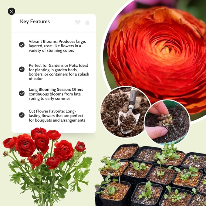 30 Ranunculus Bulbs for Fall Planting, Butterfly Ranunculus Corms, Peony Ranunculus Flower Bulbs for Garden, Vibrant Blooms in Spring (Red Ranunculus)