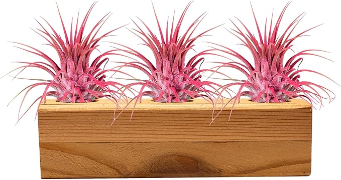 Air Plants 3 Pack - Tillandsia Ionantha - 3 Hole Planter - Organically Enhanced Color - Live Arrival Guaranteed - House Plants for Home Decor & Gift (3Pk + Black Planter) (3Pk Coral Low + 3 Hole Tan)