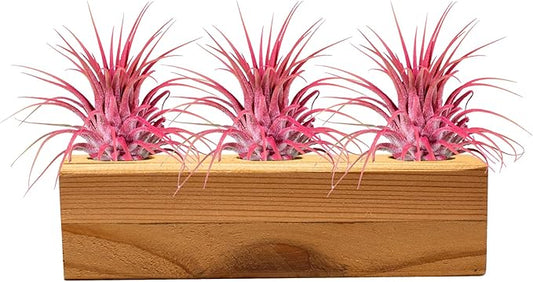 Air Plants 3 Pack - Tillandsia Ionantha - 3 Hole Planter - Organically Enhanced Color - Live Arrival Guaranteed - House Plants for Home Decor & Gift (3Pk + Black Planter) (3Pk Coral Low + 3 Hole Tan)