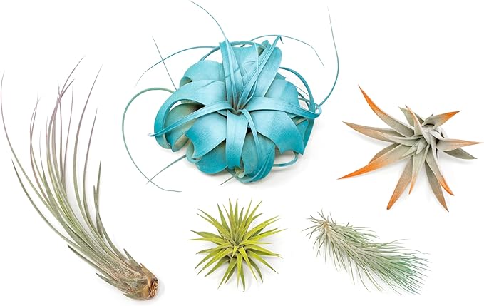 5 Assorted Colorful Air Plants Variety Pack - Vibrant Color Enhanced Tillandsias - Live Tillandsia Succulent House Plants - Wholesale and Bulk - Home and Garden Decor - Easy Care Indoor/Outdoor Plant