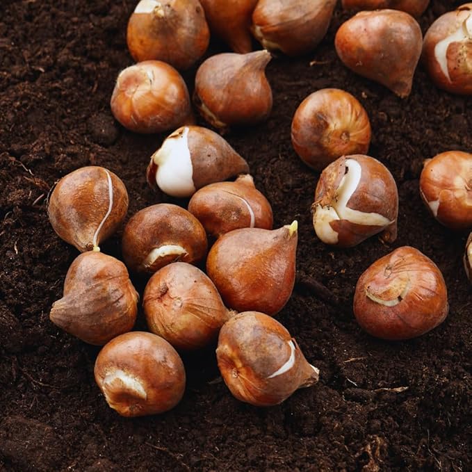 15 Ice Cream Tulip Bulbs for Fall Planting, Tulip Spring Flower Bulbs Perennial Outdoor, Colorful Blooms Groundcover Bulb