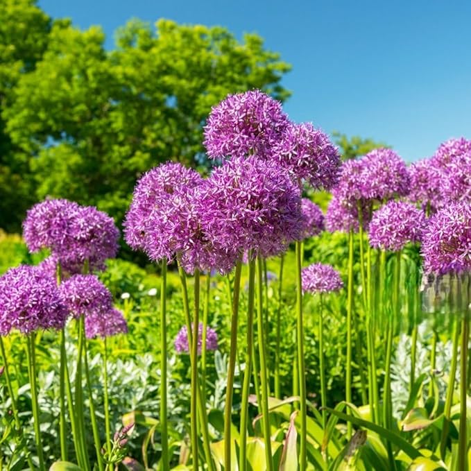 Allium ‘Purple Sensation’ Flowers – 3 Bulbs - Giant Globe-Shaped Purple Blooms | Sturdy 24–36″ Stems for Cutting & Borders | Deer & Rabbit Resistant Pollinator Favorite | Zones 3–8
