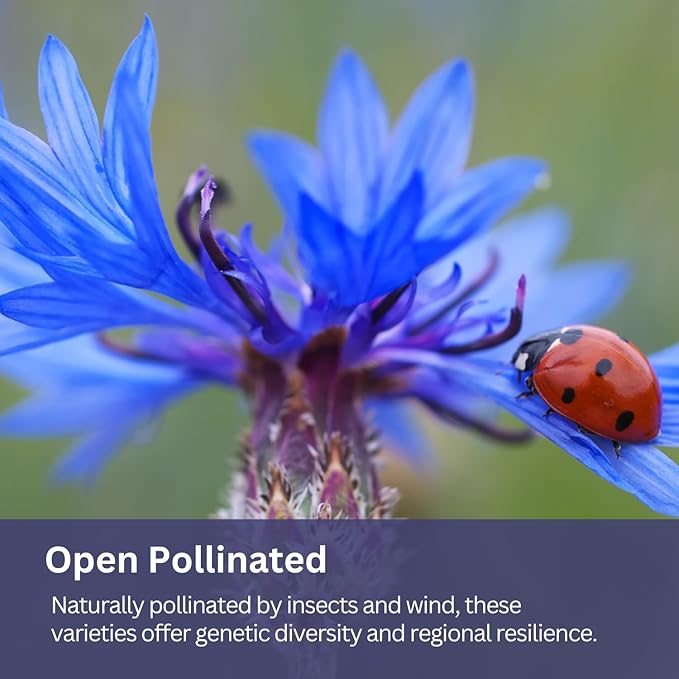 Blue Cornflower Seeds - Bachelor Button (Centaurea Cyanus) - Extra Large 1 oz Packet with Over 5,500 Open Pollinated Wildflower Seeds for Full Sun Gardens